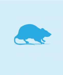 Frozen Rats