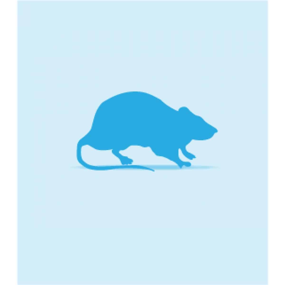Frozen Rats