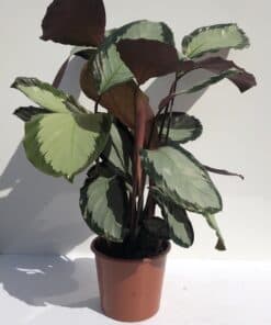 Calathea 'Roseopicta' 70cm