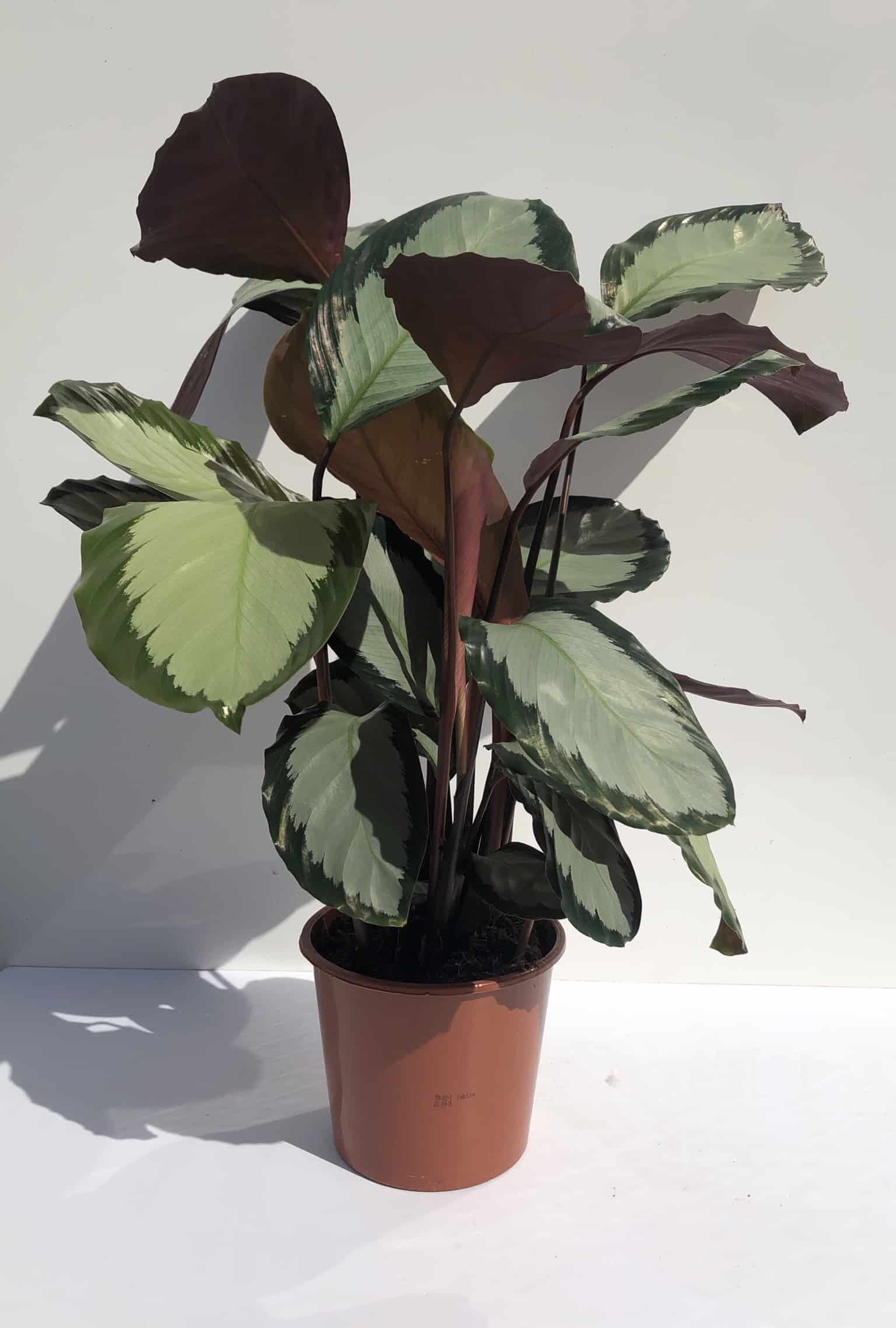 Calathea 'Roseopicta' 70cm