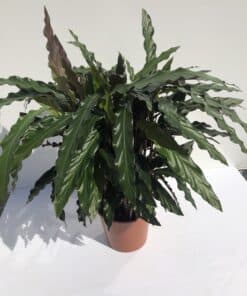 Calathea 'Blue Grass' 70cm