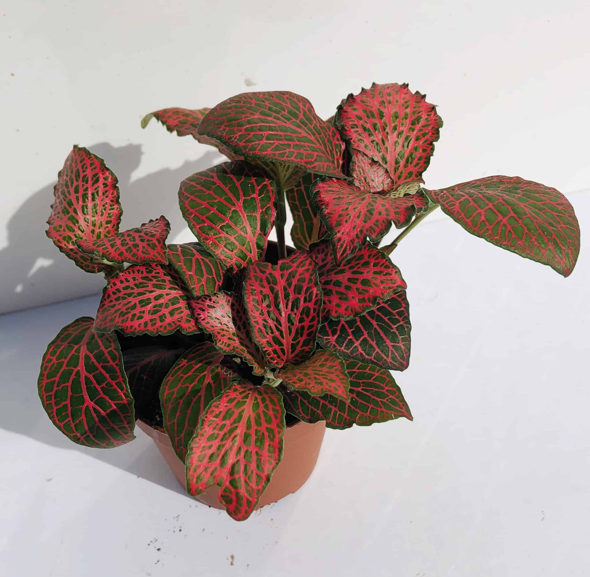 Fittonia 'Red'
