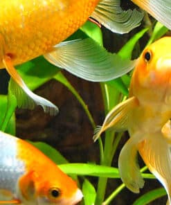 Freshwater
