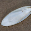 Cuttlefish
