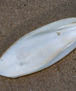 Cuttlefish