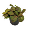 Fittonia Red Vein