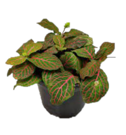 Fittonia Red Vein