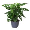 Monstera Monkey Mask