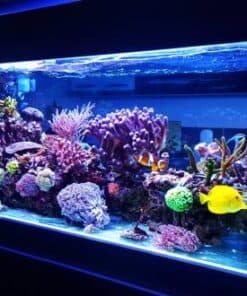 Aquatics