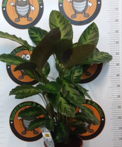 Calathea Sp 50cm