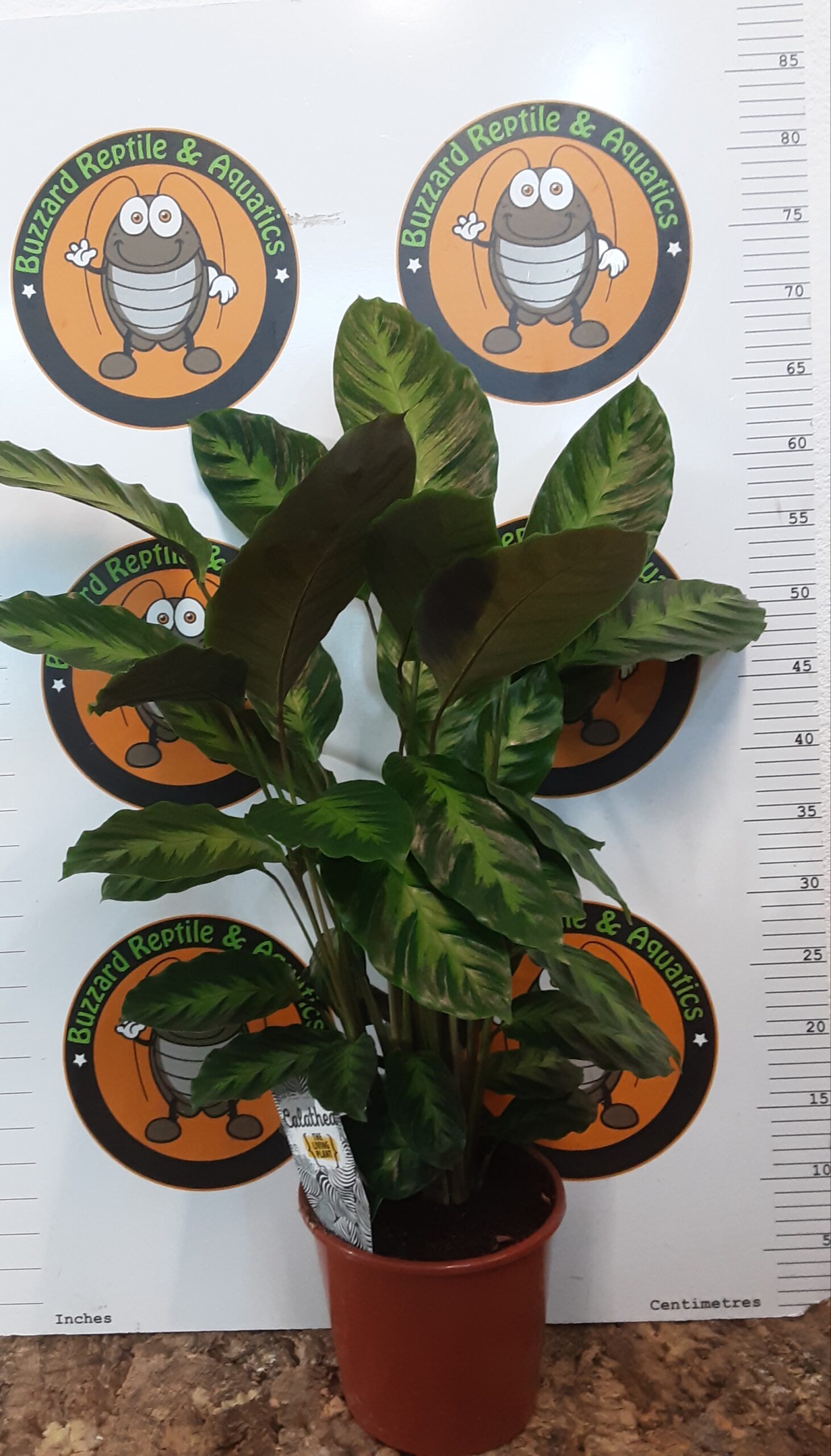 Calathea Sp 50cm