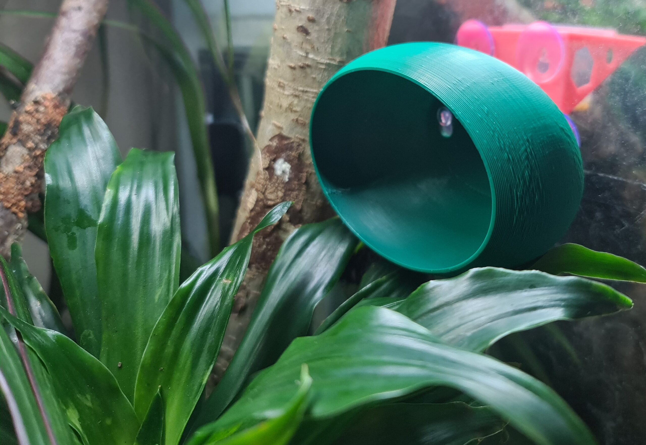Gecko Hide - Image 10