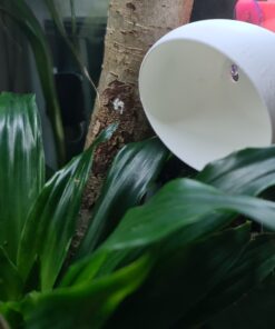 Gecko Hide - Image 11