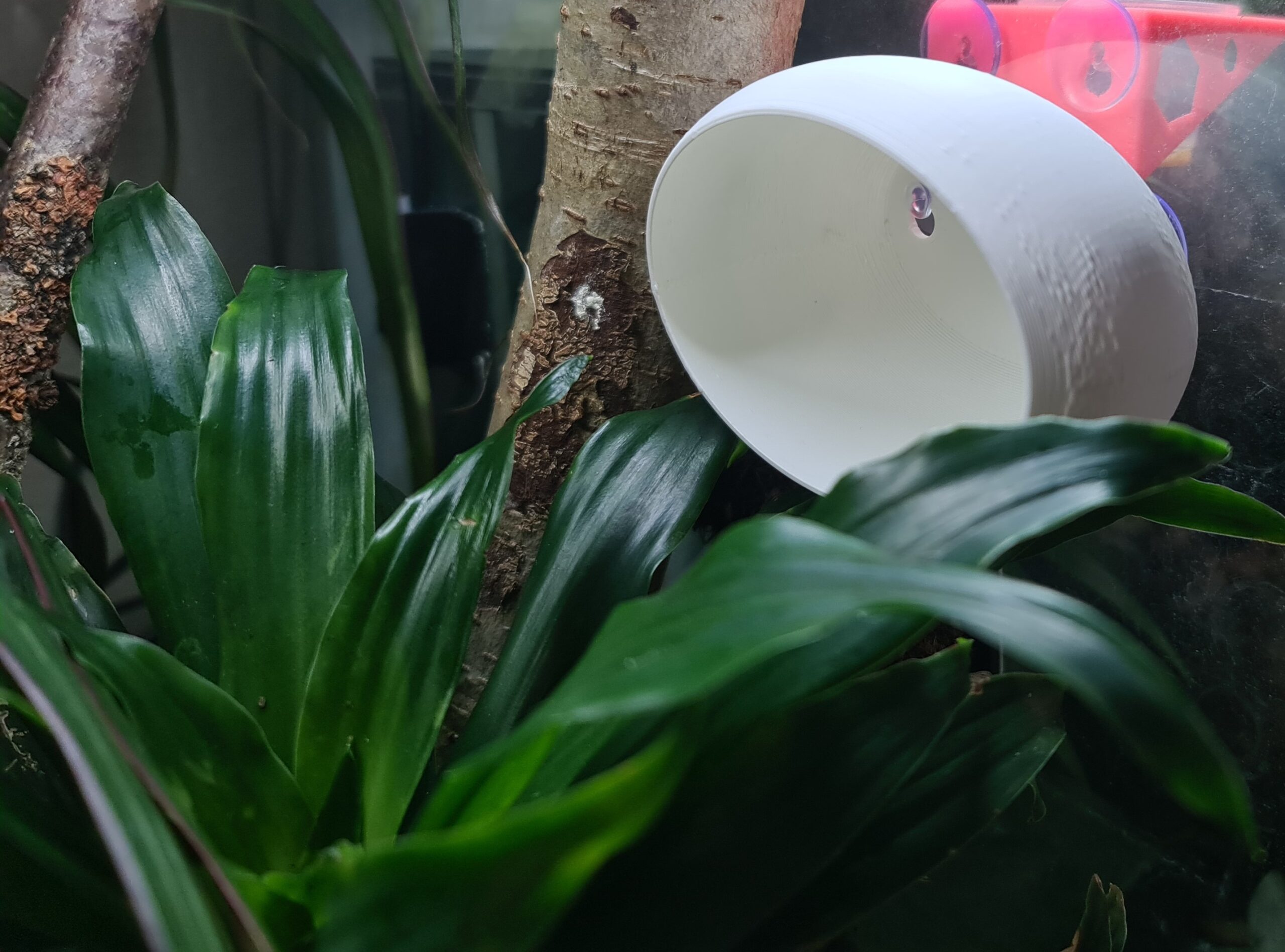 Gecko Hide - Image 11