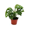 Monstera Monkey Mask