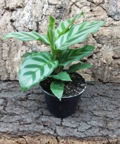 Calathea Stripes 15cm