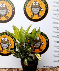 Codiaeum Sunny Star