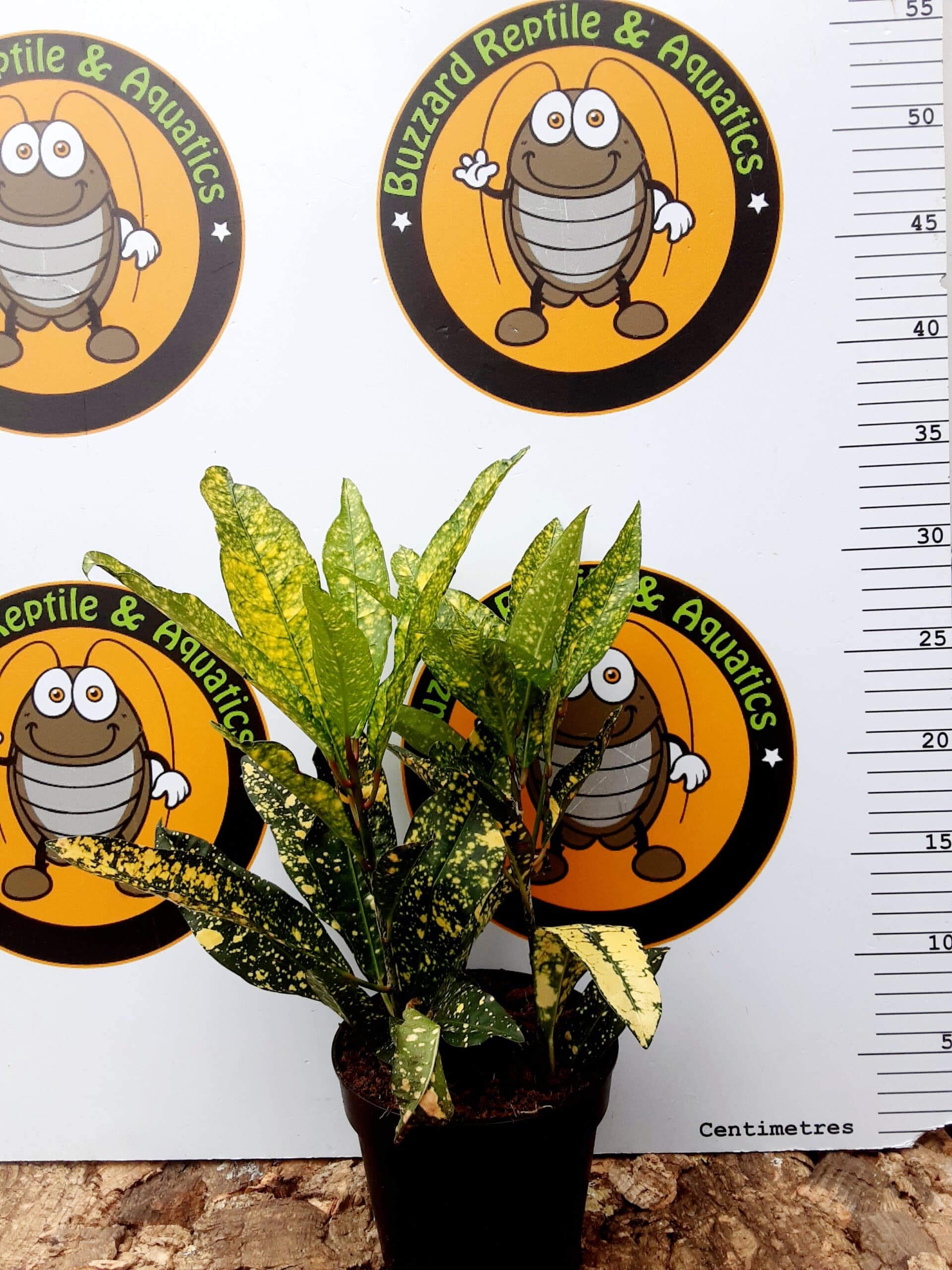 Codiaeum Sunny Star