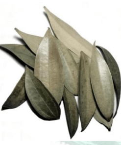 Cinnamon Leaves