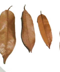 Durian Leaves