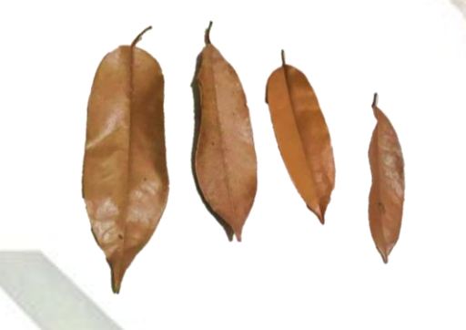 Durian Leaves