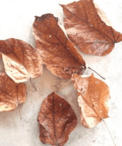 Halmilla Leaves
