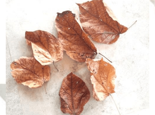 Halmilla Leaves