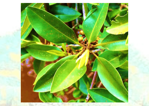 Mangrove Leaves