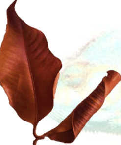 Mangus Leaves