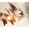 Pihimbira Leaves
