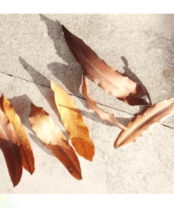 Pihimbira Leaves