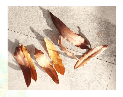 Pihimbira Leaves