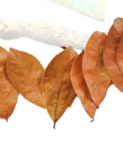 Soursop Leaves