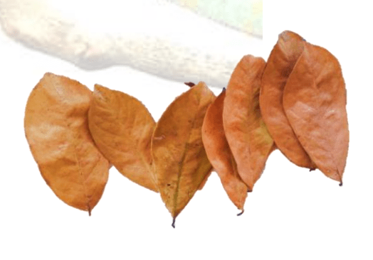 Soursop Leaves
