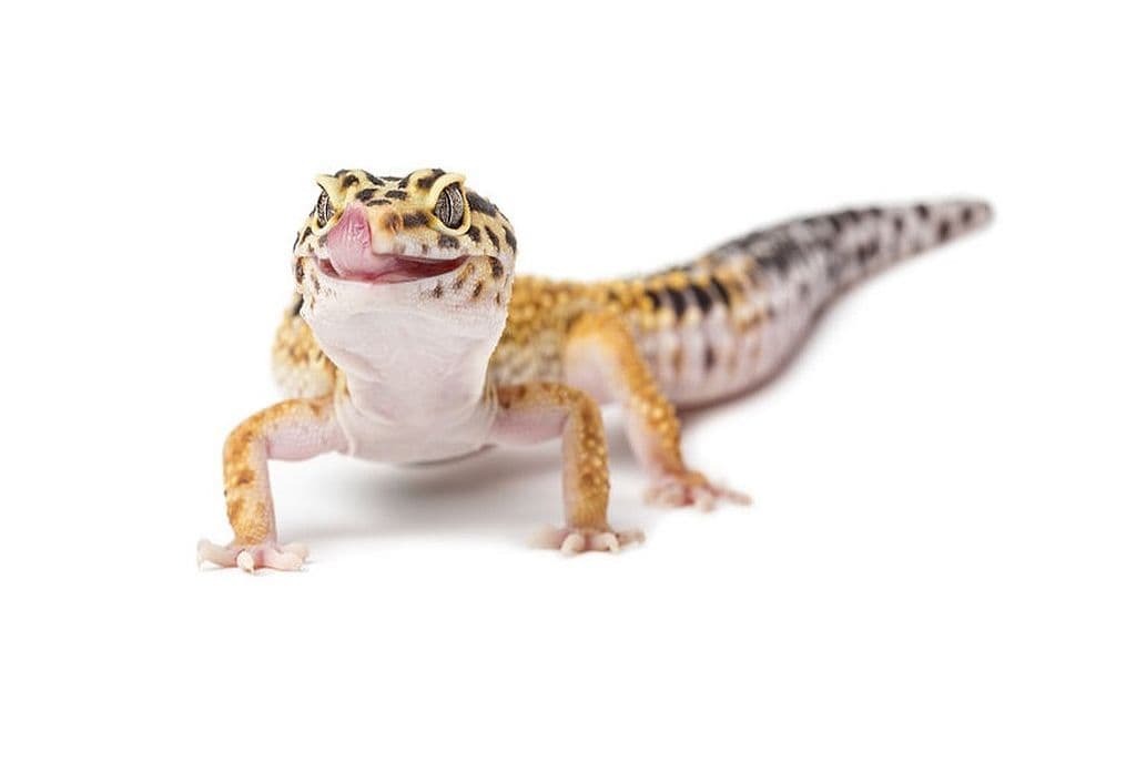 Leopard Gecko Full Setup