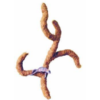 80cm Coco Troncho