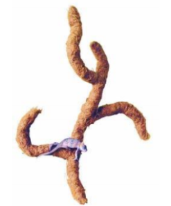 80cm Coco Troncho