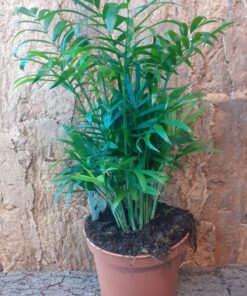 Chamaedorea Elegans 40cm