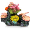 Giganterra Corals and Seashells