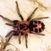 Cyriocosmus Leetzi