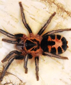 Cyriocosmus Leetzi