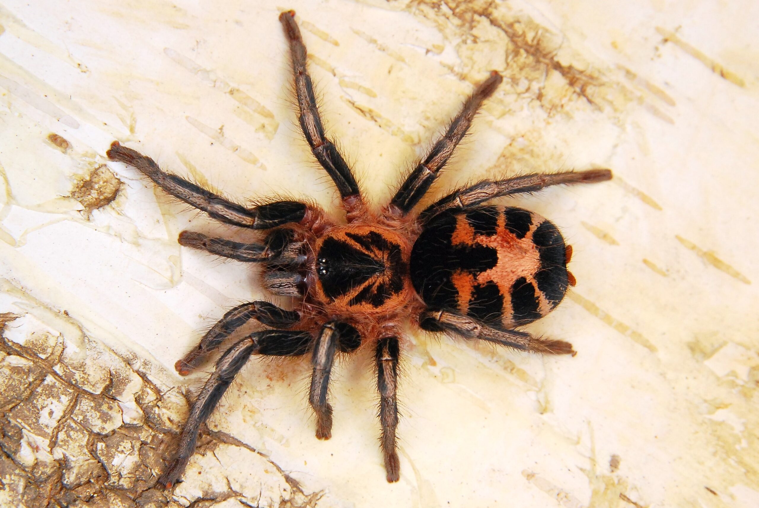 Cyriocosmus Leetzi
