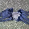 Cyriopagopus Hati Hati