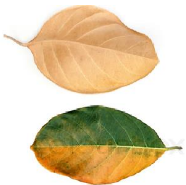 Jack Fruit Leaves - Large