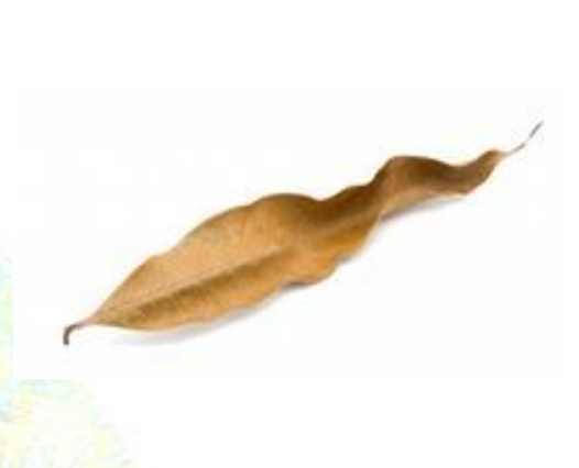 Mango Leaves