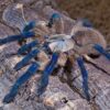 Monocentropus Balfouri