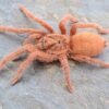 Neoholothele Incei Gold
