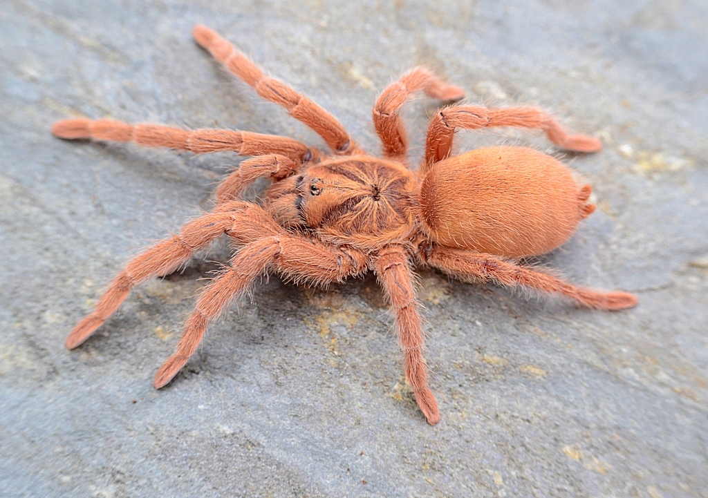Neoholothele Incei Gold