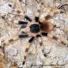 Nhandu coloratovillosus