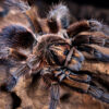 Phormictopus cancerides